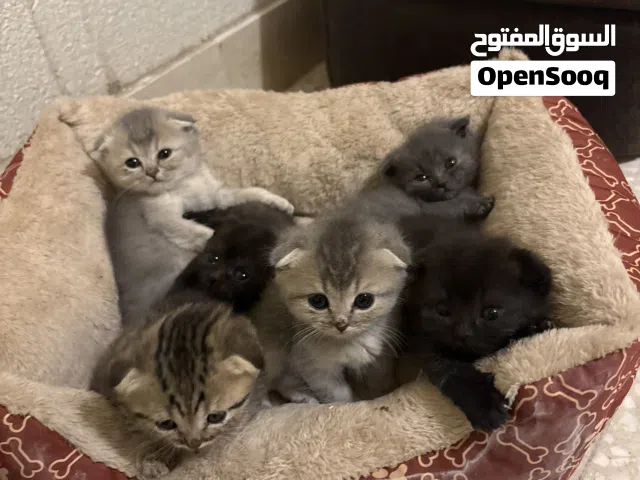 6 قطط كيتن للبيع