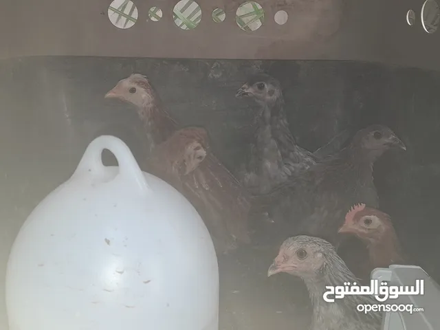 ديك فيومي عمر ثلاث شهور للبيع او البدل على فرخه بلدي