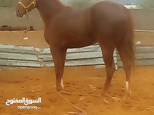 فرس للبيع عرض كويس
