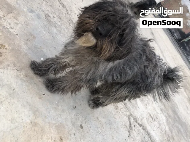 جرو ماليتز لون مميز اسود وسكني