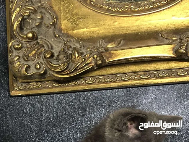 للببيع قطه سكوتش فولد واسكوتش استريت