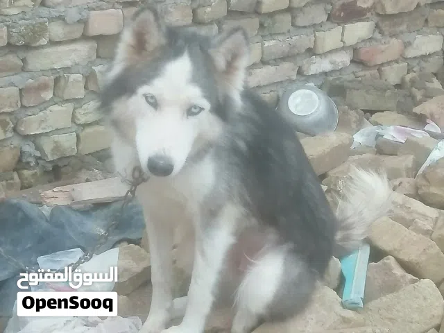 سعرها (100) وبيها مجال ومعاها جراوي سعرهن وحد وعيونها كرستال واليفة