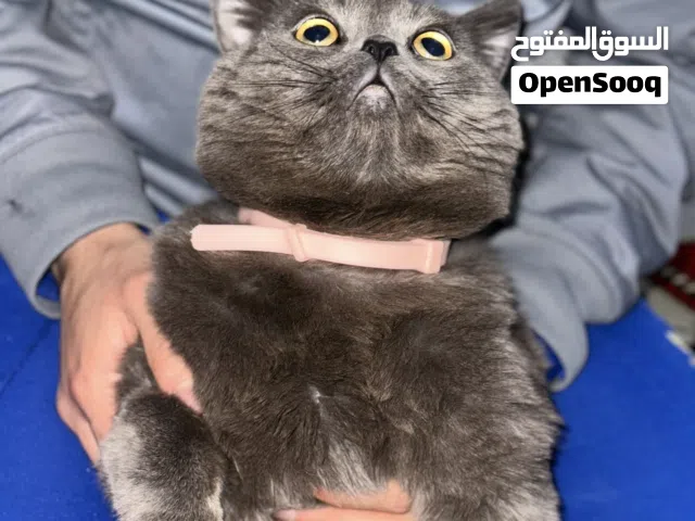 برتش شعر القصير دكر الله يبارك