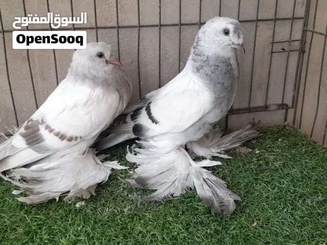 انتاج شرشلي