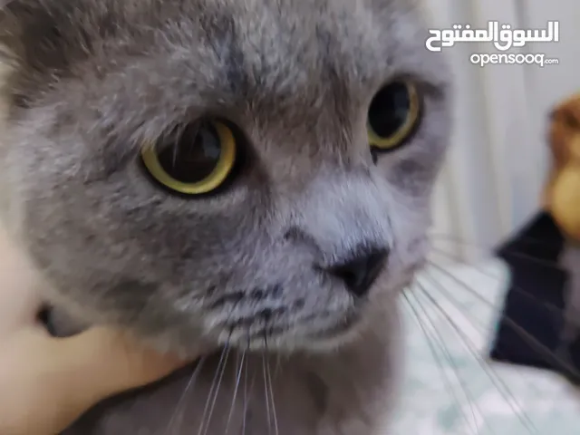 قط بريطاني ذكر