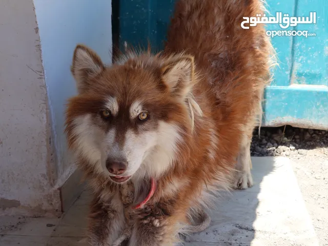 كلب هاسكي ذكر لعوب