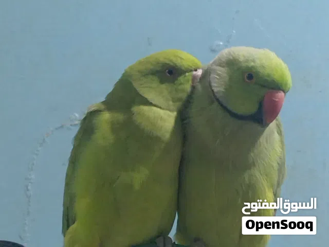 Indian ringneck parrot