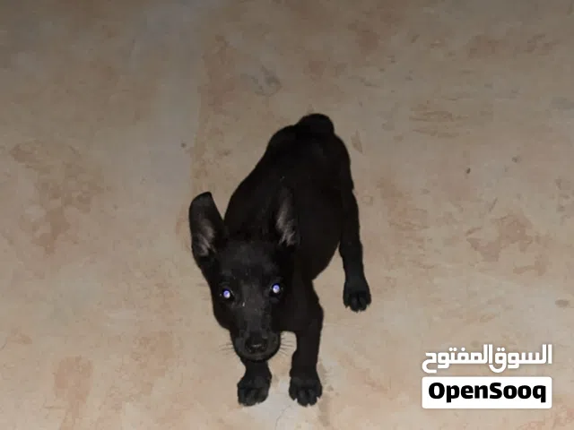 دكر مالينوا ماكسيكي شراسه فدم تغنيجه ربي يبارك