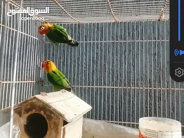 طيور روز فيشر مع القفص