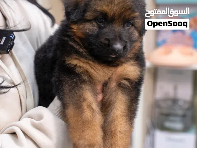 للراغبين بالاقتناء الراقي والذوق الرفيع  نوفر لكم جراء جيرمن وبلجم.ميز بجماله وأناقة شكله لطيف، أليف