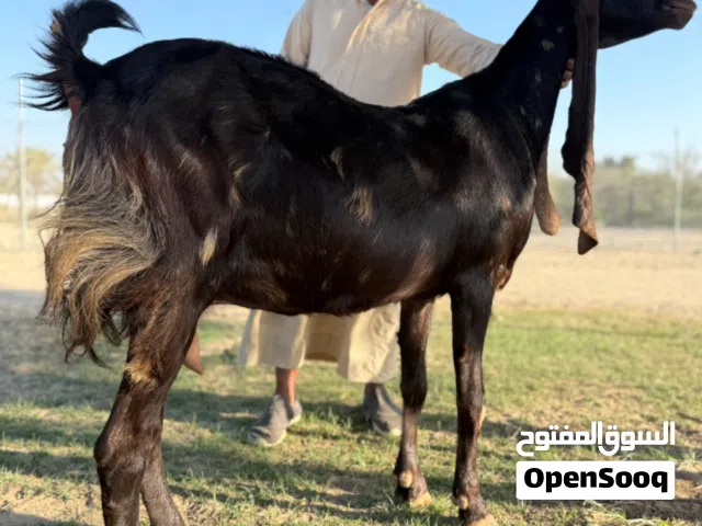 كاموري جرم وصنف