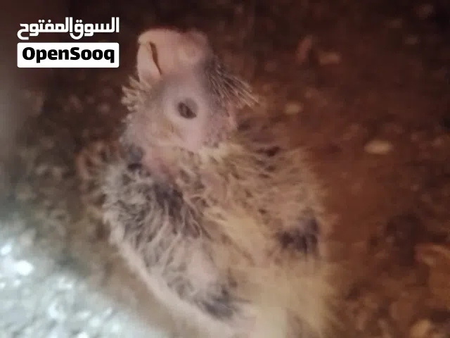طرف كوكتيل للمحبين الترويض وخمسه فيشر