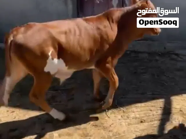 مجموعة عجول ظفارية للبيع- "6 عجول"