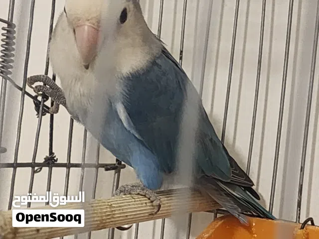 ذكر روز للبيع