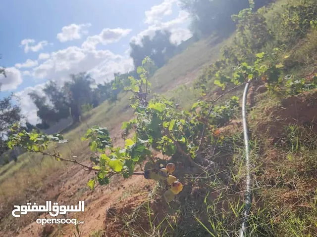 ارض بمنطقة غنيمه الاربعين قريبه من البحر