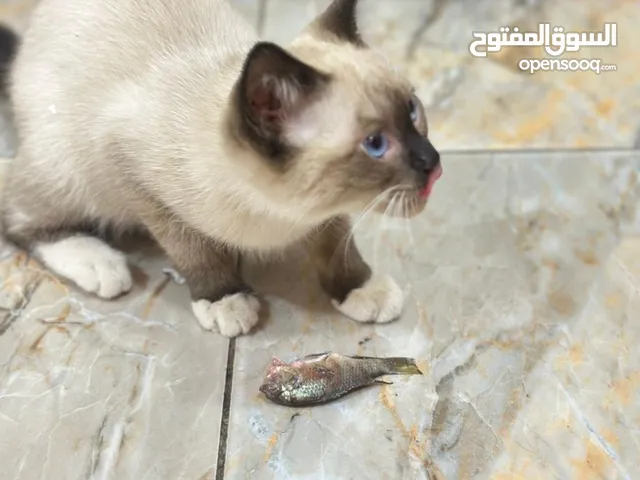 قط ذكر ضايع من اهله