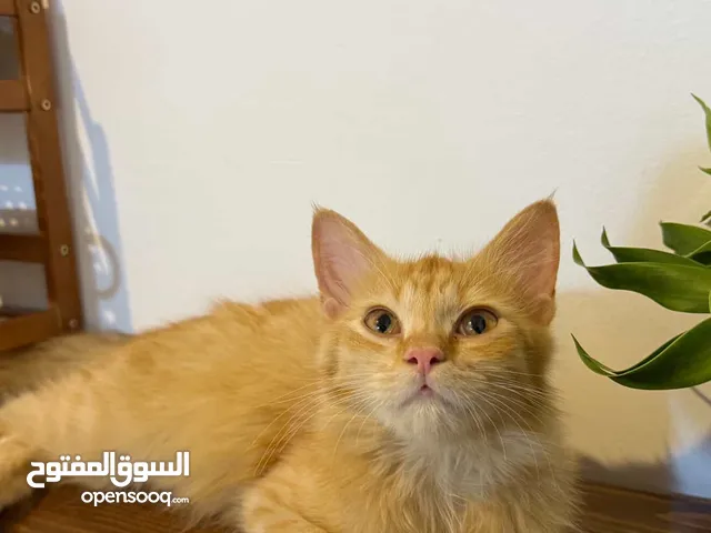 قطط ذكور ب 15
