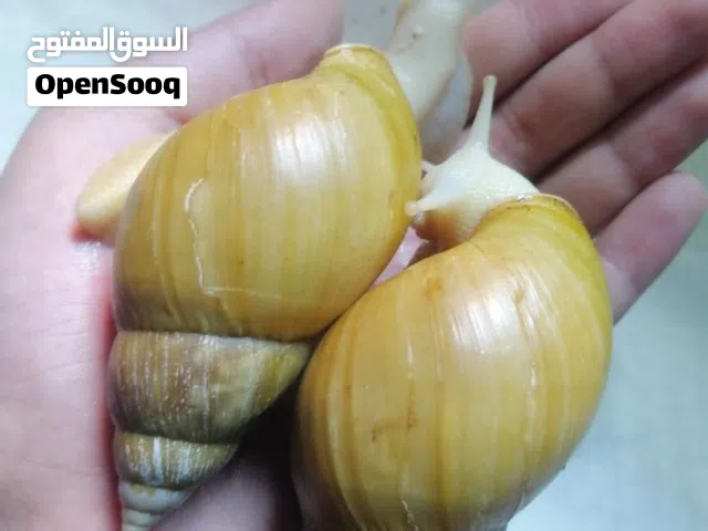 حلزون افريقي
