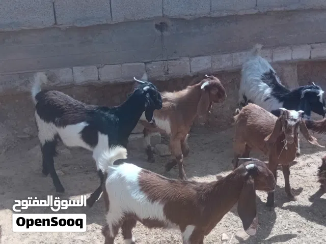 جديان للبيع مشاء الله
