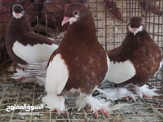 حمام زينه للبيع فقط الوصف مهم للجادين