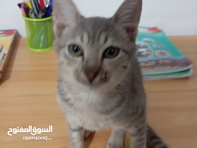 توبي كات (بندق) قط جميل جدا وأليف