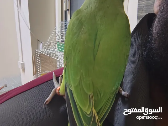 parrot for sale