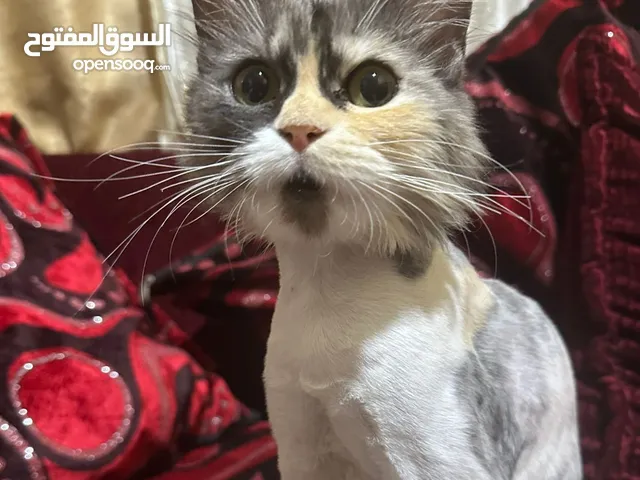 قطة للتبني بصحة جيدة