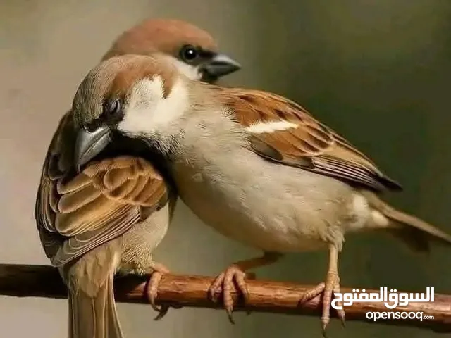 140 m2 3 Bedrooms Apartments for Sale in Ramallah and Al-Bireh Al Tira