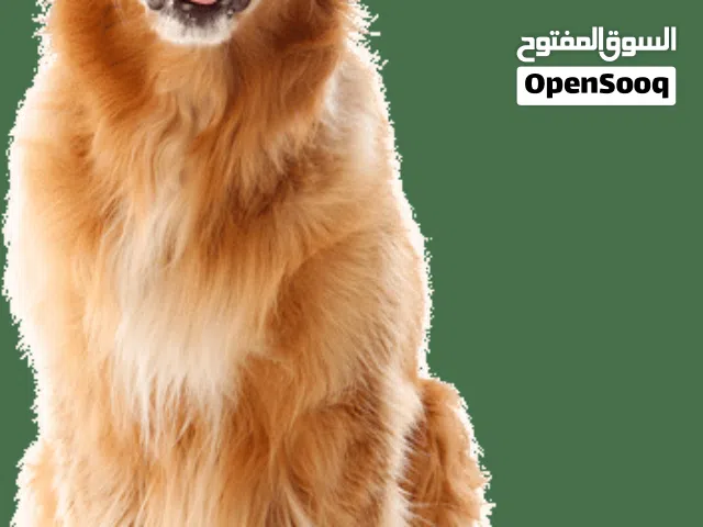 اريد تبني كلب من عنده كلب  الي   حاب يعرض كلبه لتبني يتواصل فيني اذا تكرم الموقع  صنعاء