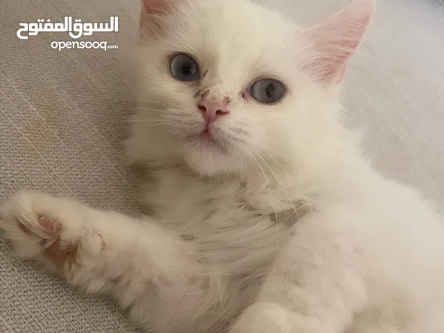 قطه شيرازيه صغيره لعوبه و حنونه للتبني adorable fluffy kitten
