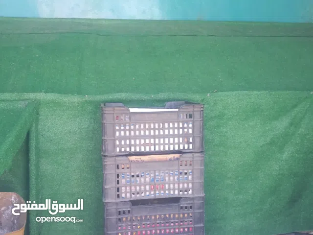 تخشيبه خضروات وفواكه عرطه 80