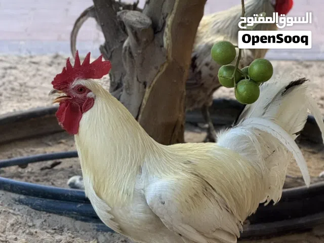 ديوك فيومي و عربي