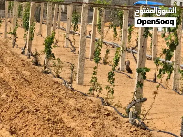 اعمدة عنب من المصنع