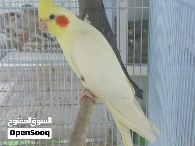 cockatiel breeding pair