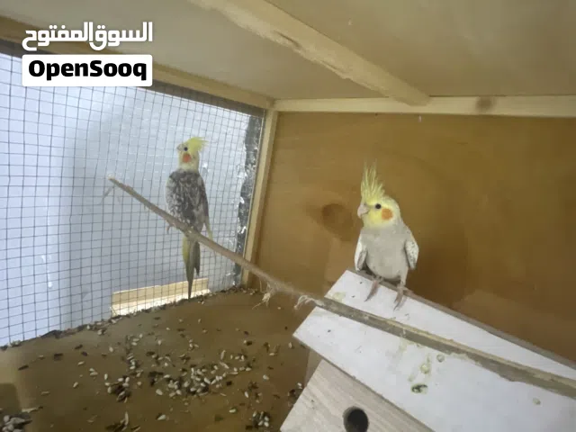 طيور كوكتيل قريب يبيض مزاوجات