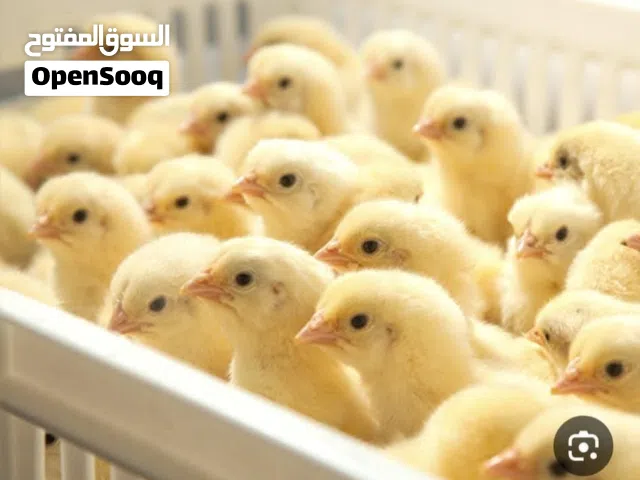 بيع كتاكيت دجاج لاحم