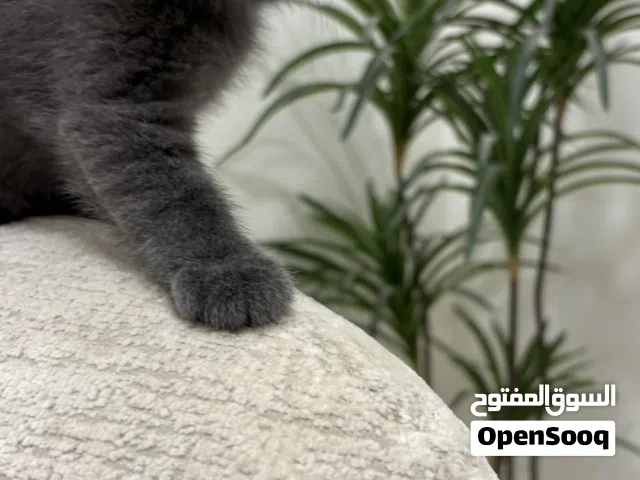 قطط بعمر شهرين