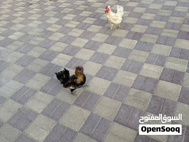 ديك ذكر جاهزين للنتاج
