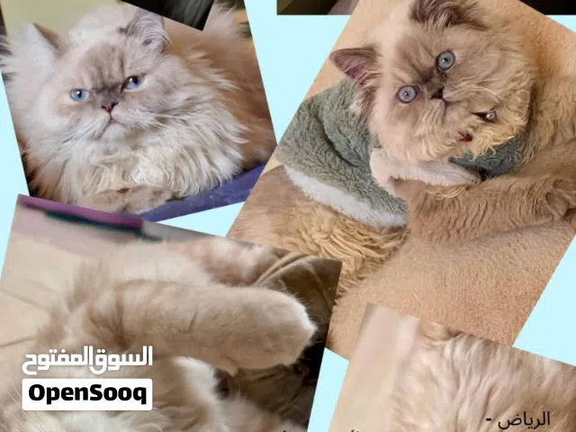 Cats up for adoption.