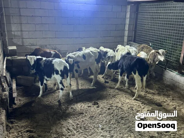 عجولة فحلة ما عمارة