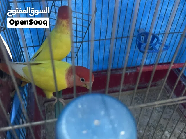 جواز روز كلو تحتي فراخ