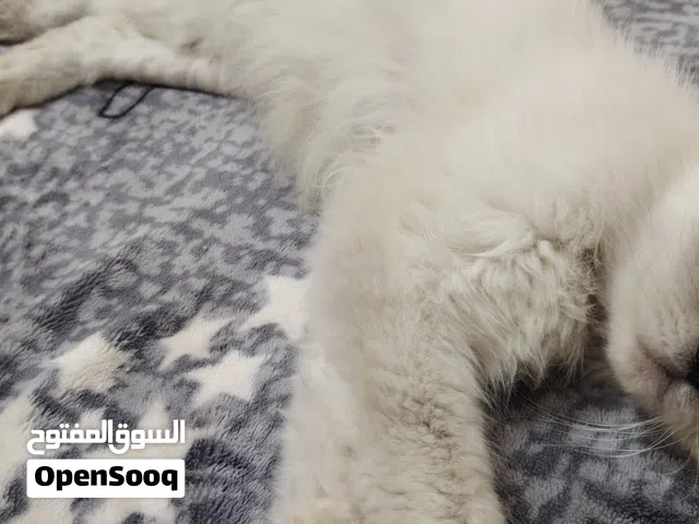 هملايا للتبني