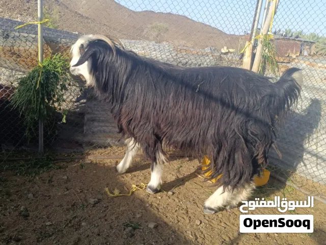 جدايه حوالي سنتين