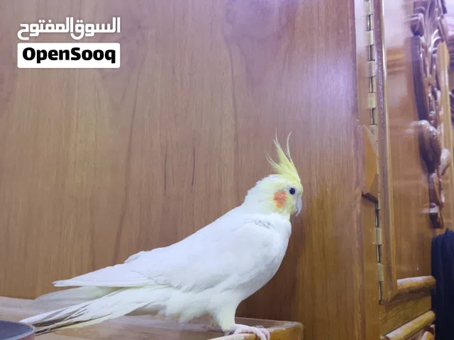 السلام عليكم للبيع زوج كوكتيل اليفات مزاويج حالين جواهن بيض  مكاني بصره التنومه هو وقفص رقمي بلوصف