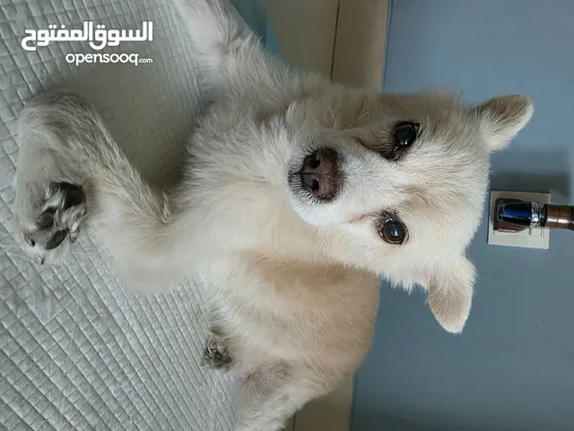 للتبني كلب بومرينان مدرب for Adoption...highly educated