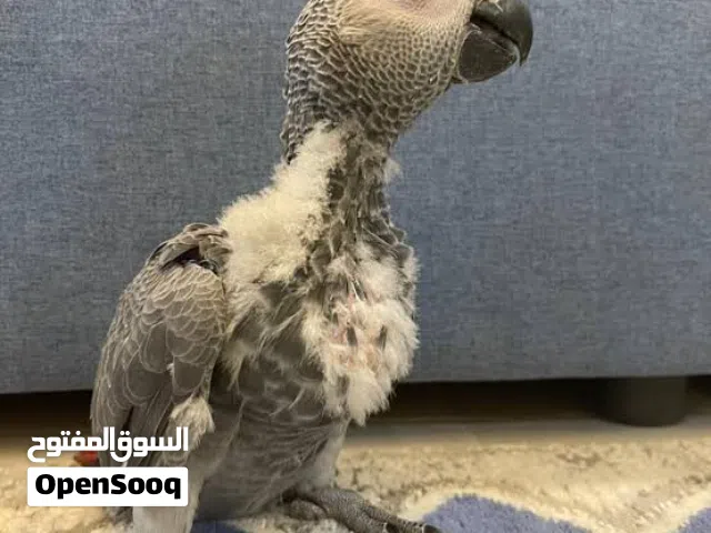 فرخ كاسكو ثلجي