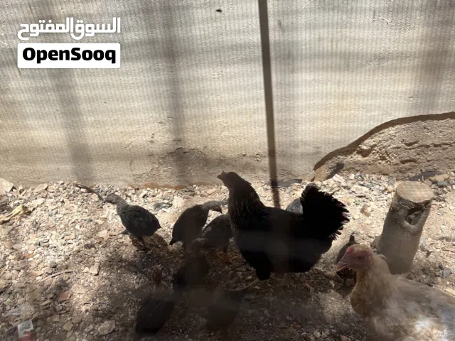 دجاج بلدي مع فراخ 6 جا جات و ديك وخمسة عشر فرخ للبيع