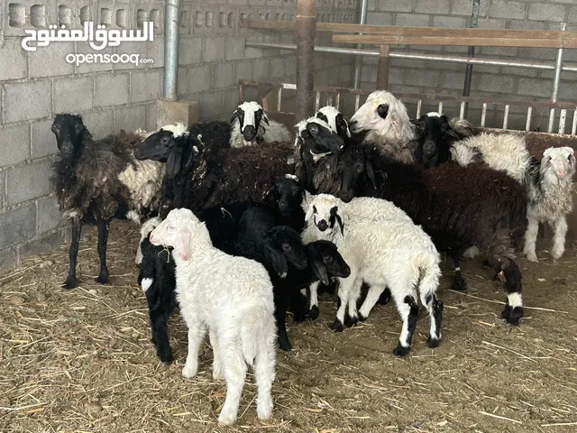 ماعز للبيع أمورهن طيبة