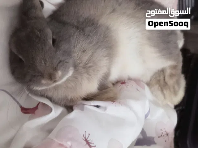 ارنب هولندي مقزم