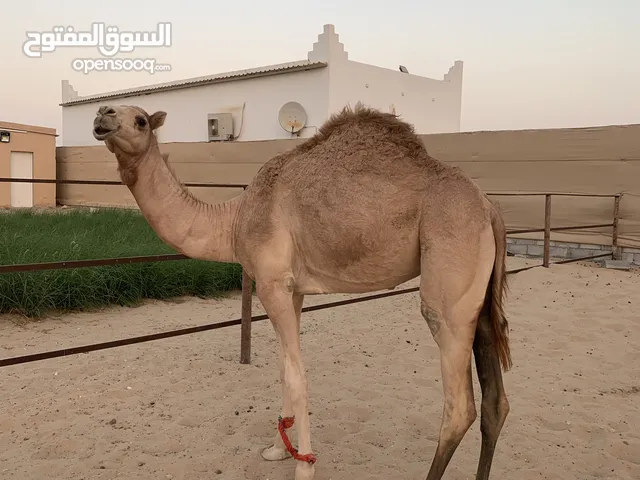 بكرة ابوه وضاح وأمه بنت سراب